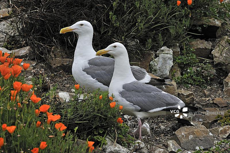 西部海鸥（Larus occidentalis），一对，美国加利福尼亚州恶魔岛图片素材