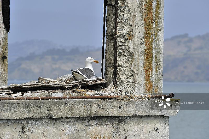 美国加州恶魔岛遗址上繁殖的西海鸥图片素材