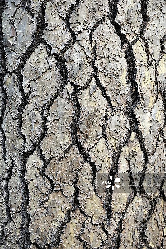 杰弗里松树皮，优胜美地国家公园，美国图片素材