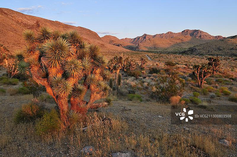 比弗丹瓦什国家保护区中的约书亚树图片素材