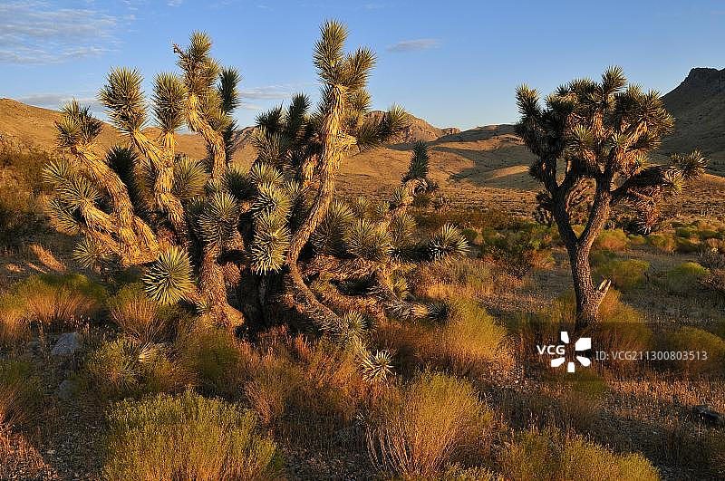 比弗丹瓦什国家保护区中的约书亚树图片素材