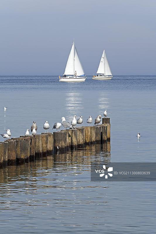 在防波堤上休息的海鸥，帆船，德国梅克伦堡-西波美拉尼亚州库隆斯博恩-奥斯特，波罗的海，欧洲图片素材