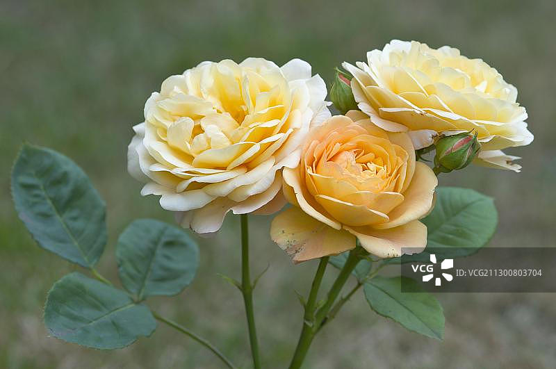 德国下萨克森州哈伦地区的“查尔斯·奥斯汀”玫瑰灌木图片素材