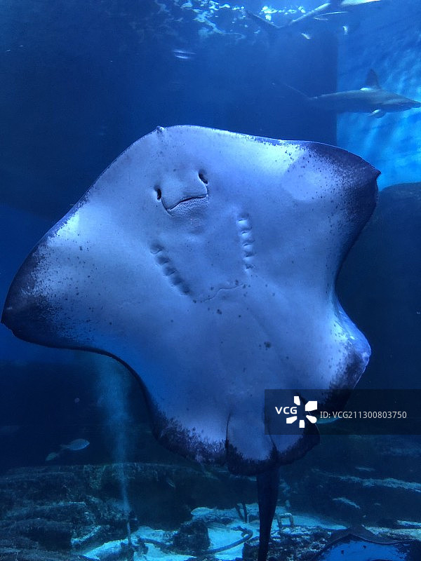 日本水族馆魔鬼鱼的微笑图片素材