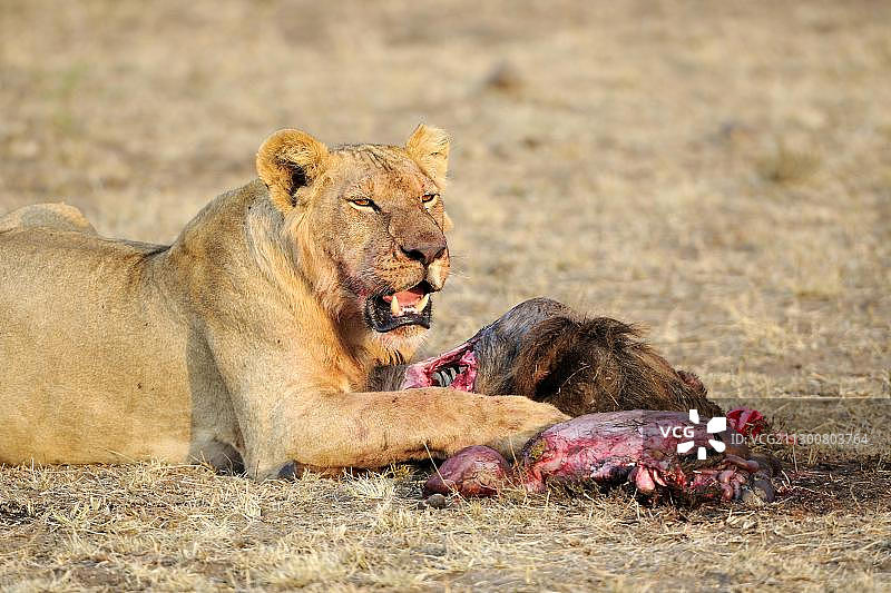 肯尼亚马赛马拉：成年雌狮捕食角马图片素材