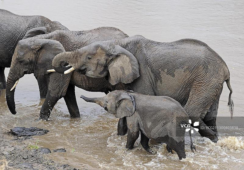 肯尼亚马赛马拉成年非洲象幼象横渡马拉河图片素材