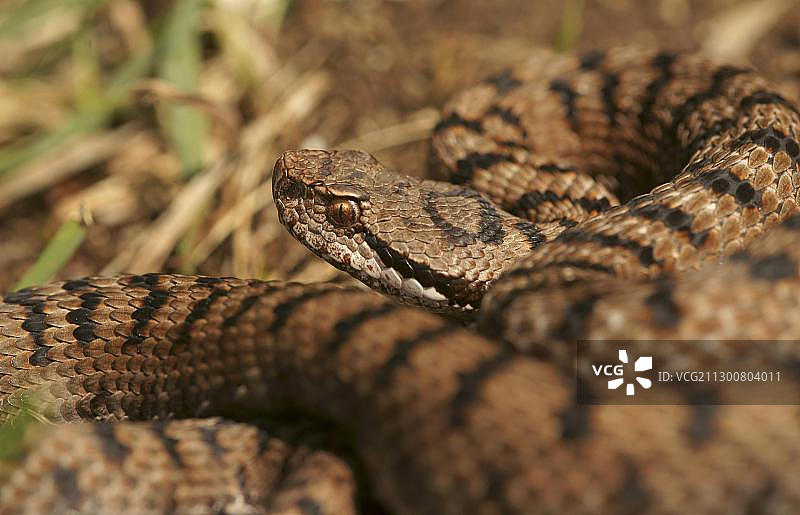 瑞士欧洲蝰蛇图片素材
