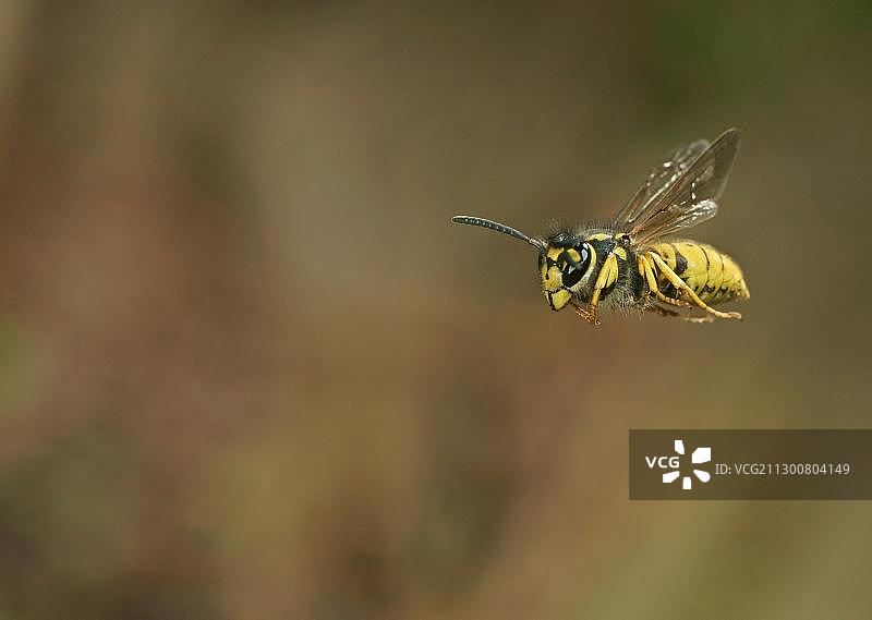 德国黄胡蜂，德国黑森图片素材