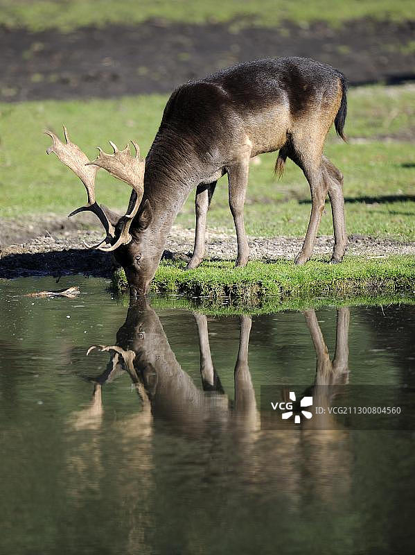 成熟的雄性黇鹿在森林空地的池塘里喝水（德国勃兰登堡州）图片素材