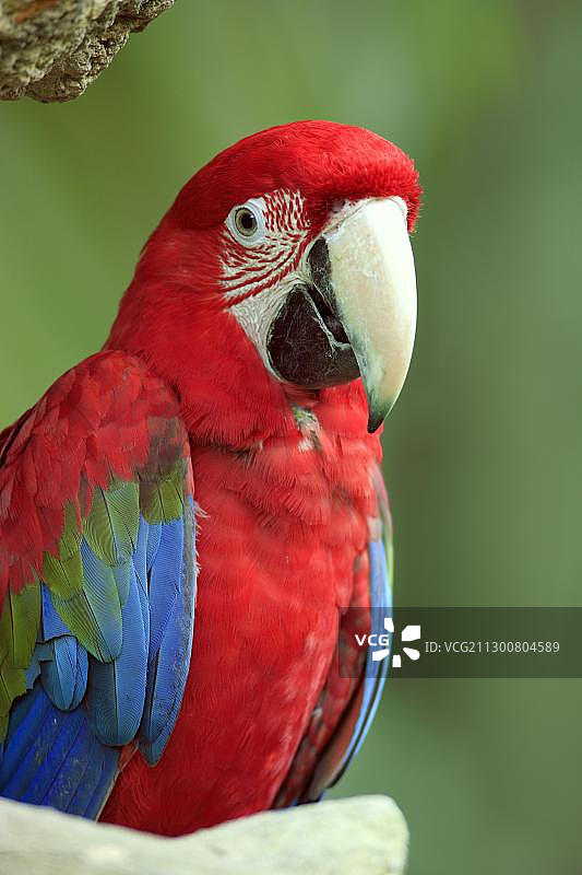 红绿金刚鹦鹉，新加坡，东南亚图片素材