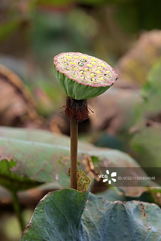 印度莲（荷花）种子，马来西亚沙巴州哥打基纳巴卢图片素材
