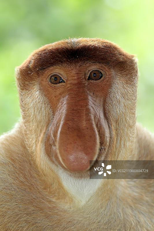 雄性长鼻猴（纳氏鼻猴），肖像，拉卜克湾，沙巴，加里曼丹岛，马来西亚，亚洲图片素材