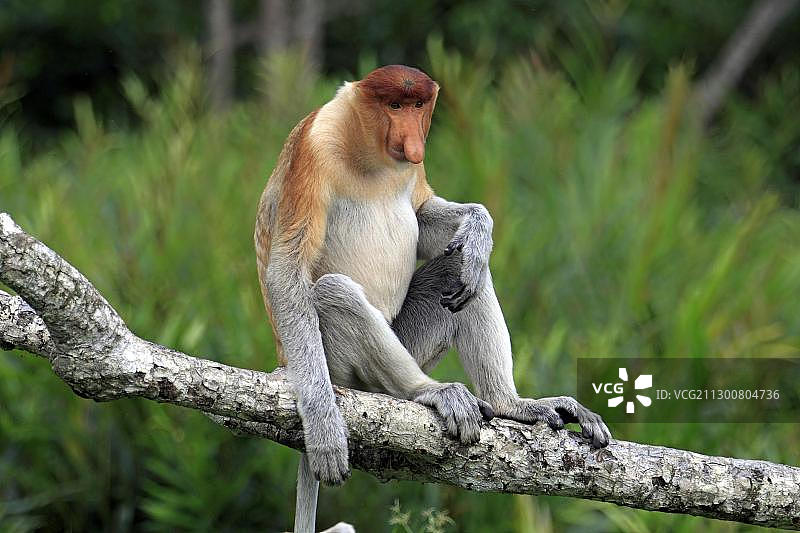 长鼻猴或长鼻猴(鼻幼虫)，雄性，树上，拉布特湾，沙巴，婆罗洲，马来西亚，亚洲图片素材