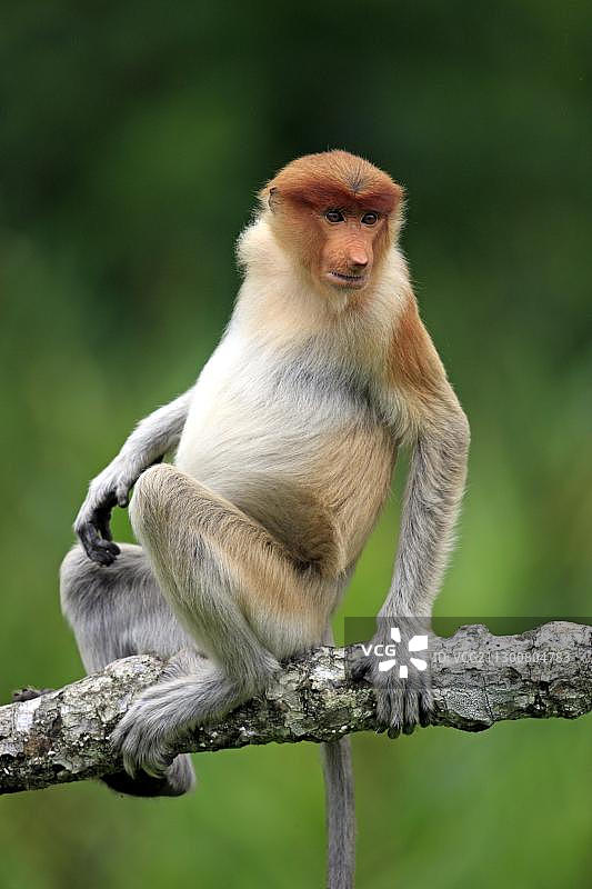 长鼻猴或长鼻猴(鼻幼虫)，雄性，树上，拉布特湾，沙巴，婆罗洲，马来西亚，亚洲图片素材