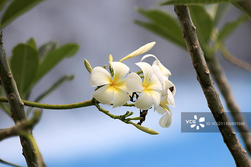 白色缅栀花，亚庇，沙巴，马来西亚，婆罗洲，亚洲图片素材