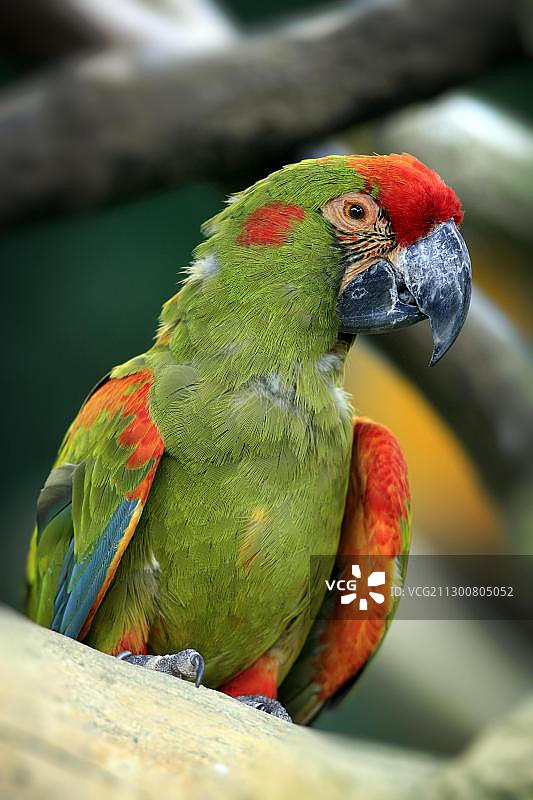红额金刚鹦鹉，新加坡，亚洲图片素材