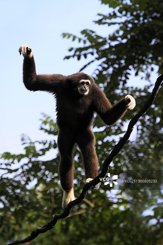 树上的白掌长臂猿，亚洲新加坡图片素材