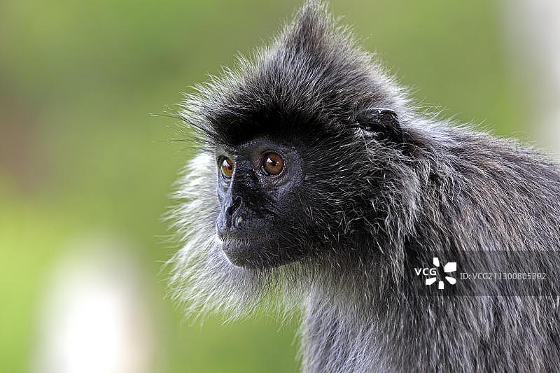 银色叶猴，位于马来西亚沙巴州拉卜克湾，婆罗洲，亚洲图片素材