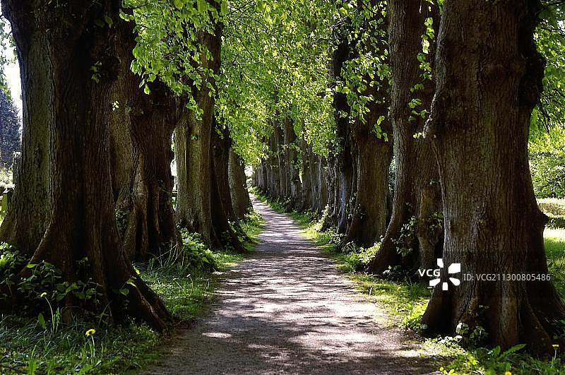 德国石勒苏益格-荷尔斯泰因州的老菩提树小巷图片素材