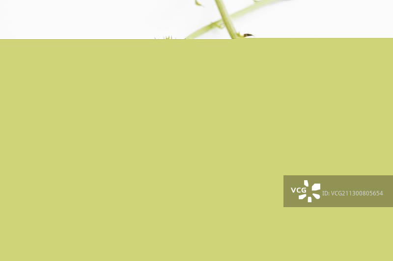 万寿菊种子图片素材