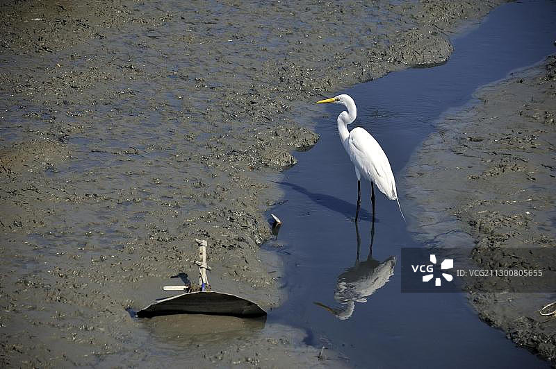 退潮时在海滩上的大白鹭（Casmerodius albus），巴西里约热内卢Sepitiba湾Pedra de Guaratiba图片素材