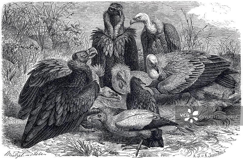 秃鹫、埃及秃鹫和兀鹫插画（1889年）图片素材