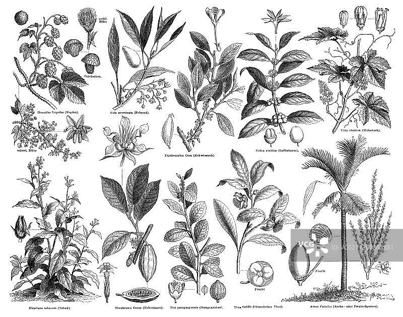 奢侈品植物插画（1889年 Meyers Konversations-Lexikon 百科全书）图片素材