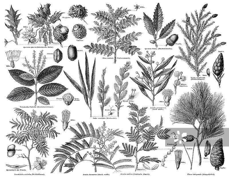 用作鞣剂的植物《迈尔斯百科全书》插画，1889年图片素材