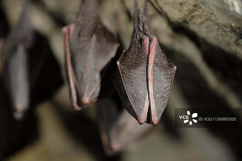 奥地利小蹄蝠图片素材