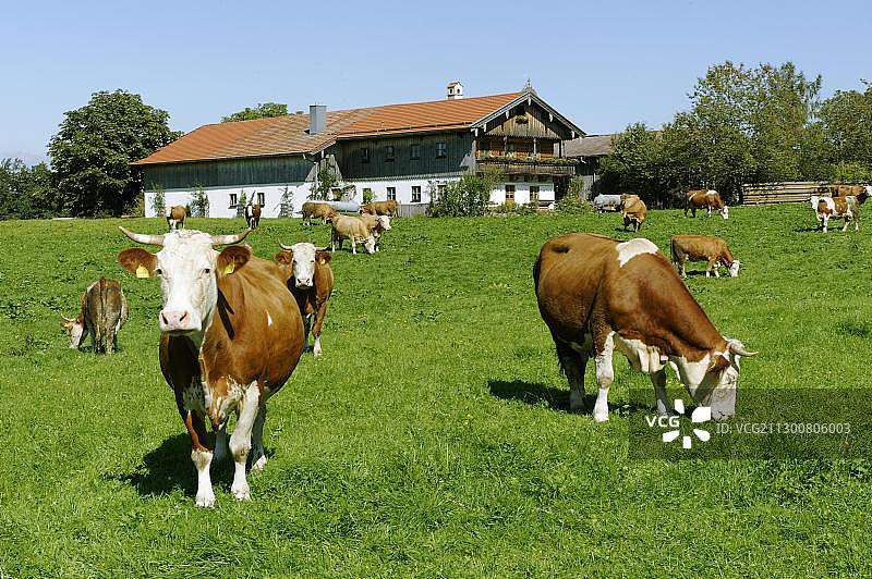 德国上巴伐利亚伊尔申贝格格鲁布农舍前的奶牛图片素材