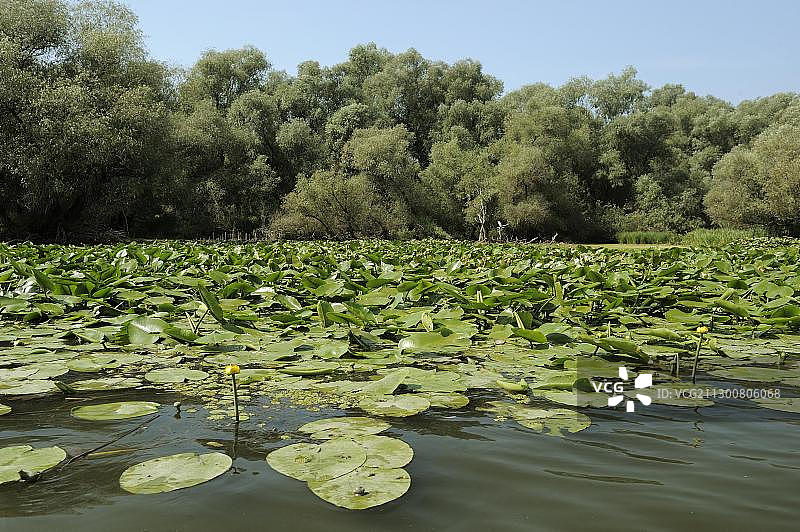 欧洲罗马尼亚多瑙河三角洲的黄色睡莲图片素材
