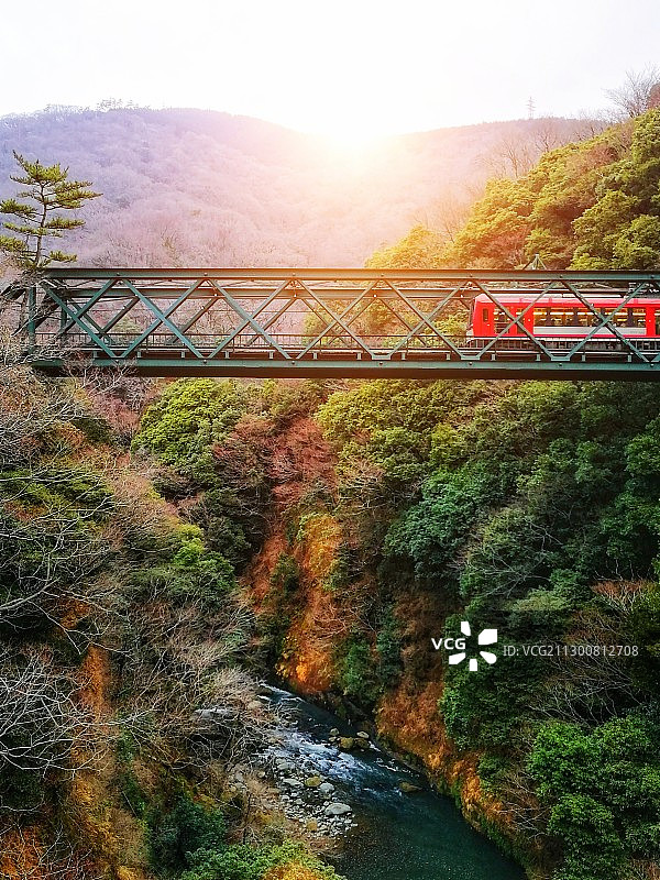 日本箱根的峡谷之间，红色的小电车正从铁路桥上通过图片素材