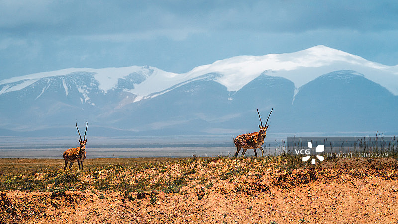 可可西里雪山下的藏羚羊图片素材
