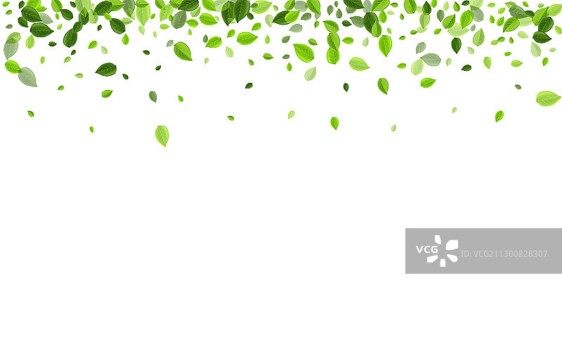 透明的薄荷叶飞舞设计图片素材