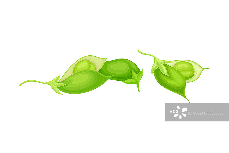 绿色豆荚鹰嘴豆图片素材