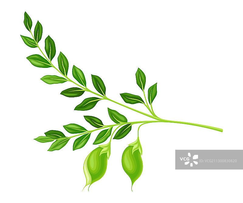 悬挂在茎上的绿色鹰嘴豆荚图片素材