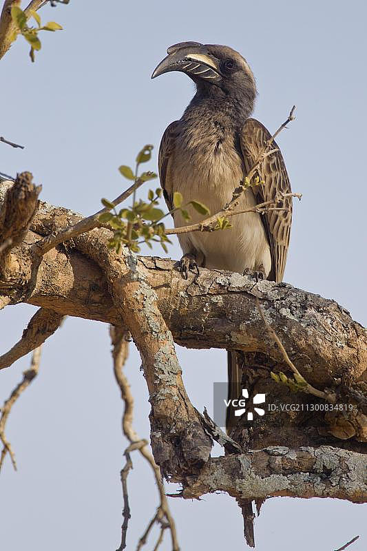 非洲南部克鲁格国家公园的灰犀鸟图片素材