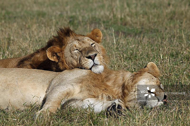 两只睡觉的狮子（Panthera leo），雄性，马赛马拉，肯尼亚，非洲图片素材