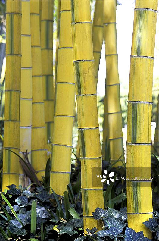 日本京都竹林公园的竹子图片素材