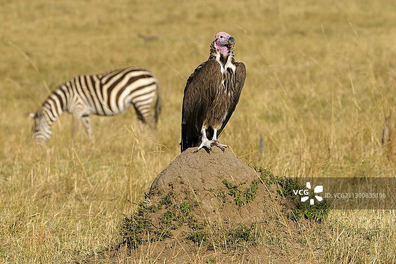 非洲肯尼亚马赛马拉国家保护区：秃鹫栖息于白蚁丘上图片素材