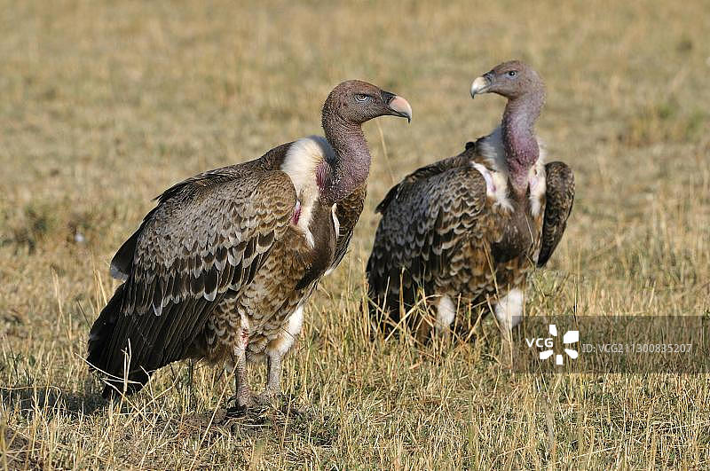 非洲肯尼亚马赛马拉国家保护区的 Rüppell 秃鹫图片素材