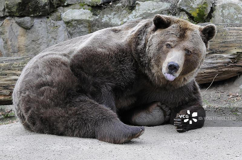 棕熊（Ursus arctos），德国动物园，欧洲图片素材