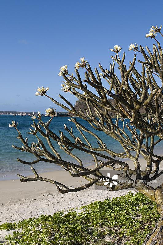 马达加斯加安齐拉纳 Diego Suarez 海滩上盛开的灌木图片素材