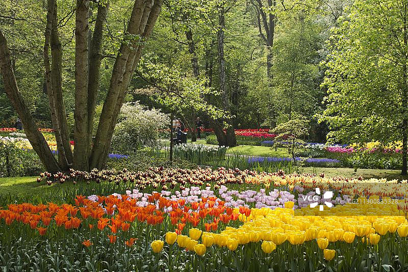 荷兰丽瑟库肯霍夫花园郁金香花展图片素材