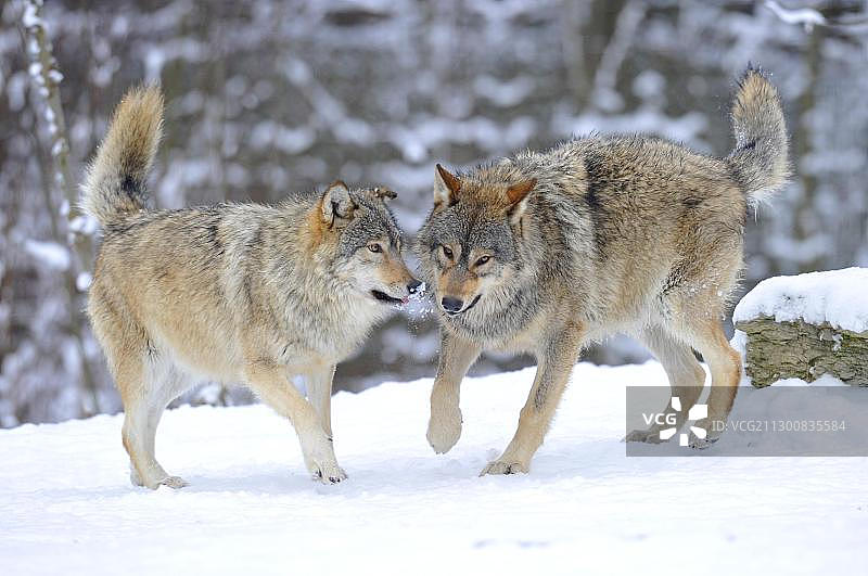 麦肯锡河谷狼，加拿大森林狼（灰狼），幼狼在雪地里玩耍图片素材