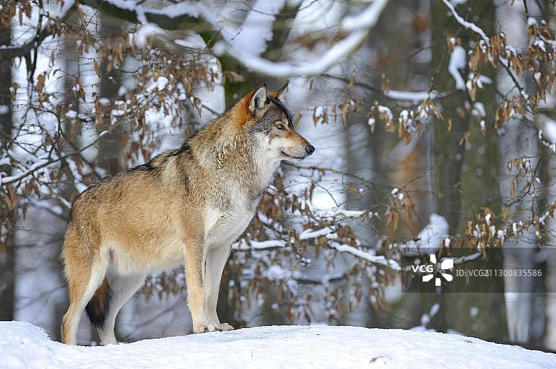 雪地里保持警惕的麦肯锡河谷狼雄性首领图片素材