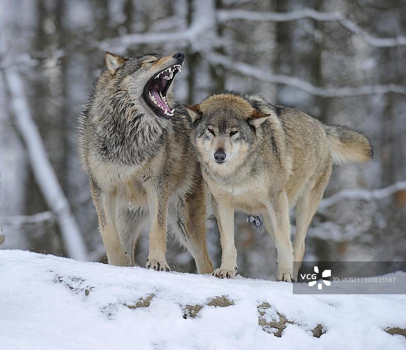 麦肯锡河谷狼（加拿大森林狼），幼狼的等级之争，撕咬图片素材