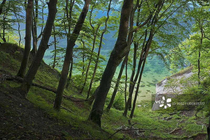 海景，白垩悬崖，亚斯蒙德国家公园，吕根岛，梅克伦堡-前波美拉尼亚州，德国，欧洲图片素材