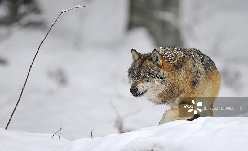 雪地里觅食的麦肯锡河谷狼（加拿大森林狼）图片素材