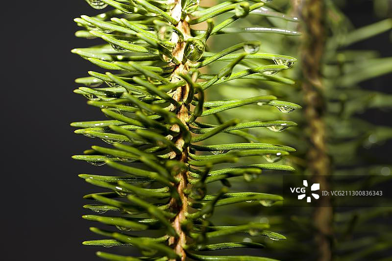 克兰斯顿云杉的针叶图片素材